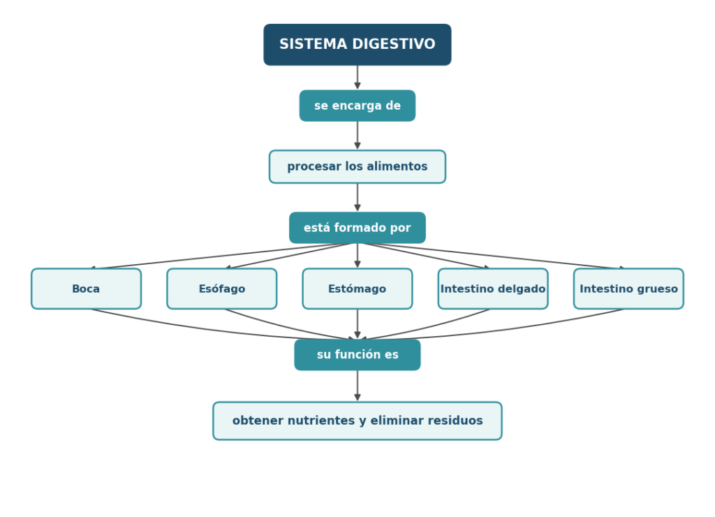 Mapa conceptual para El sistema digestivo